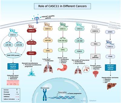 A review on the role of CASC11 in cancers